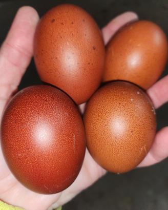 Galline uova Marans