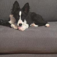 Cane border collie