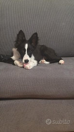Cane border collie