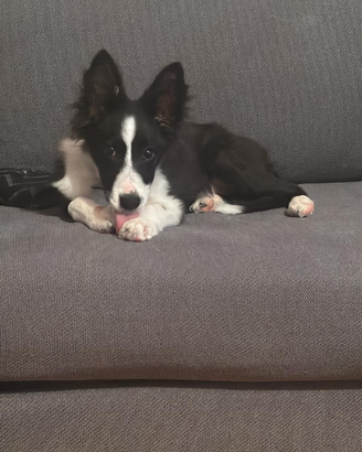 Cane border collie