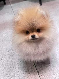 Pomerania americana
