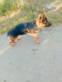 Cucciola pastore tedesco
