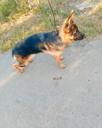 Cucciola pastore tedesco
