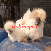 Moroseta e Cocincina nana