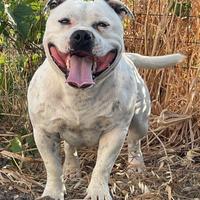 Staffordshire bull terrier