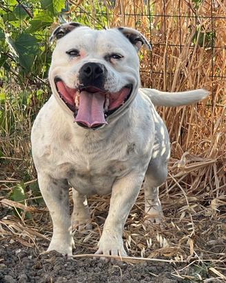 Staffordshire bull terrier