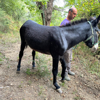 Asino di 4 anni da monta