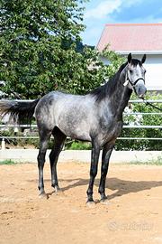 Cavallo