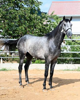 Cavallo