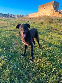 Cucciolone pastore olandese o lagorai