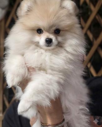 Spitz pomerania 3 femmine