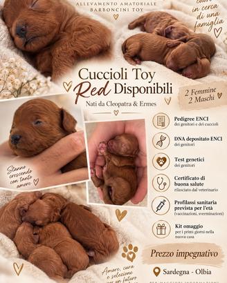 Barboncino toy red pedigree enci