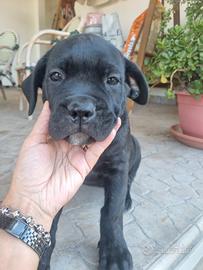 Cane corso