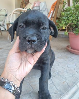Cane corso