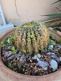 Pianta grassa (Echinocactus grusonii) con vaso