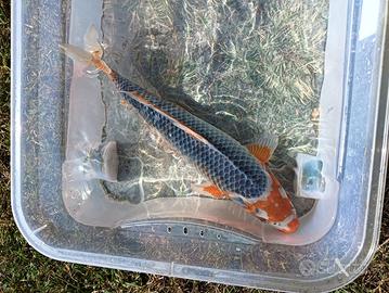 Carpa koi asagi