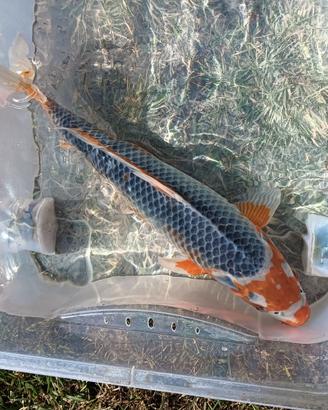 Carpa koi asagi