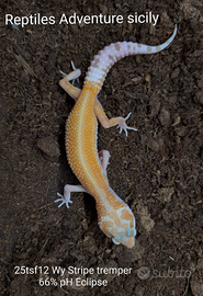 Gechi leopardini vari morph