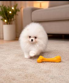 Spitz Pomerania nano