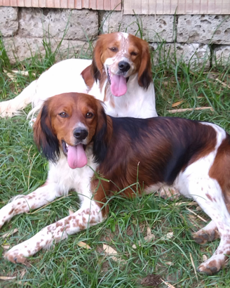 Setter breton