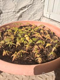 acer japonicum verdi e rossi bloodgood