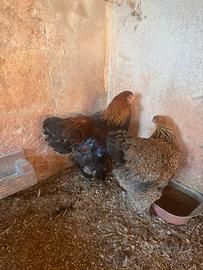 Galline brahma