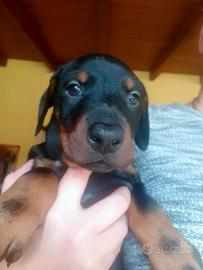 Dobermann cucciola