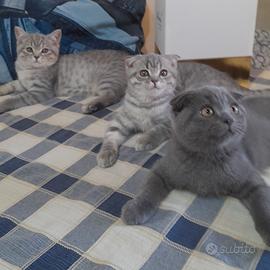 Cuccioli Scottish fold e Scottish straight 