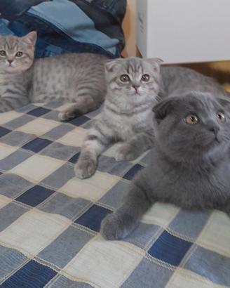 Cuccioli Scottish fold e Scottish straight 