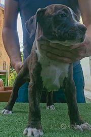 Pitbull