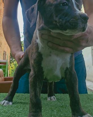 Pitbull