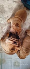 Cuccioli Shar Pei