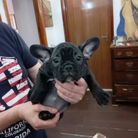 Cuccioli di bulldog francese