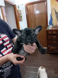 Cuccioli di bulldog francese