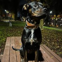Incrocio femmina rottwailer pittbul