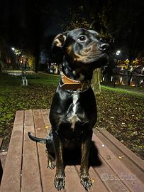 Incrocio femmina rottwailer pittbul