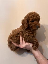 Cucciolo di barboncino Red con pedigree enci