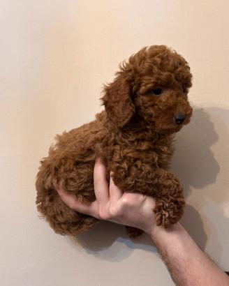 Cucciolo di barboncino Red con pedigree enci