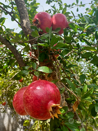 Tra 2 laghi artificiali una*NATURA INCONTAMINATA