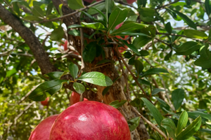 Tra 2 laghi artificiali una*NATURA INCONTAMINATA