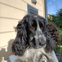 Cocker per accoppiamento