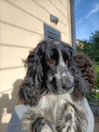 Cocker per accoppiamento