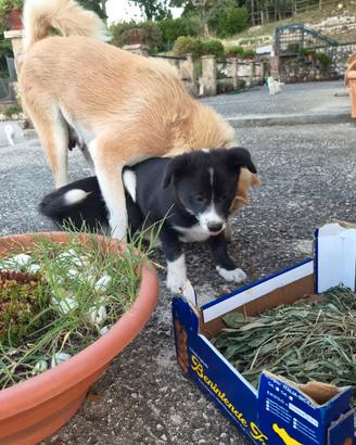 Cuccioli akita inu