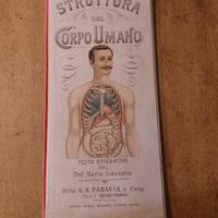 Modello didattico anatomico Paravia