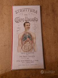 Modello didattico anatomico Paravia