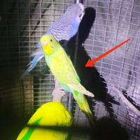 Cocorita femmina ala chiara serie verde