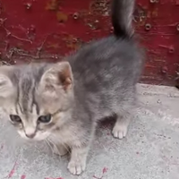 Gattini gattini belli