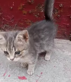 Gattini gattini belli