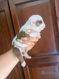 Cuccioli di bulldog inglese