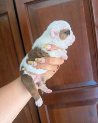 Cuccioli di bulldog inglese